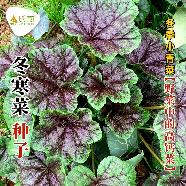 冬寒菜种籽冬苋菜种子马蹄菜高钙菜春夏冬秋四季籽种蔬菜籽青菜孑