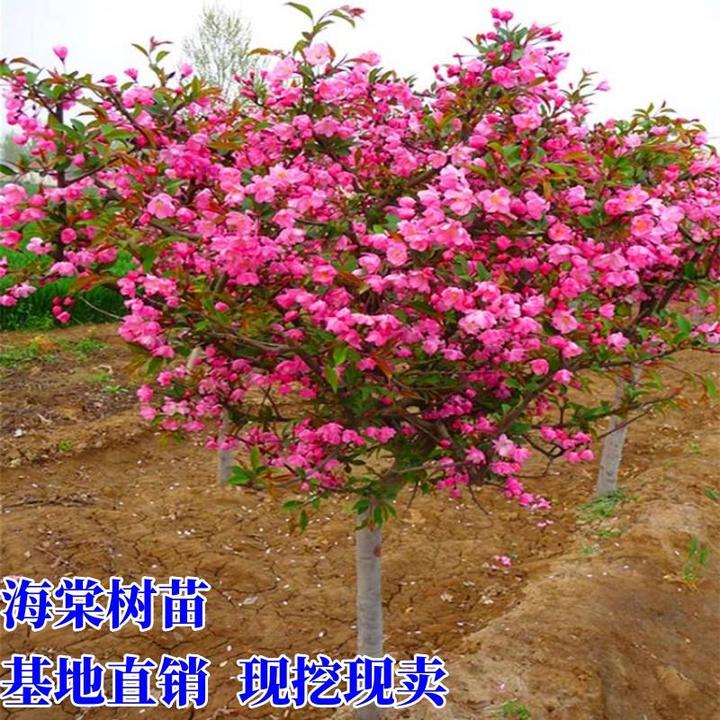 北美海棠花树苗庭院耐寒植物垂丝西府海棠地栽工程绿化用苗