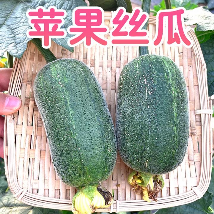 苹果丝瓜种子菜瓜种籽盆栽籽种家庭 种菜播种蔬菜菜籽四季种籽孑