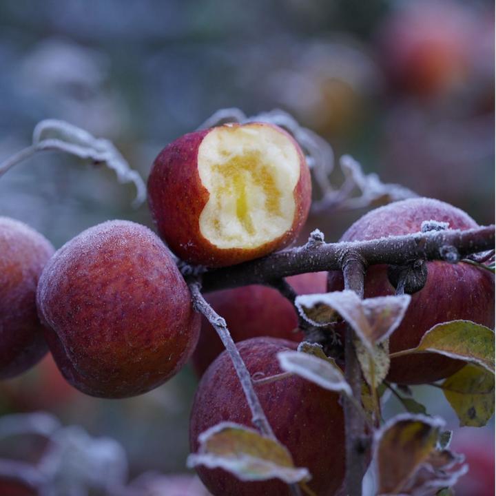 云南高原太阳纹糖心苹果 紧冽脆甜多汁果香浓
