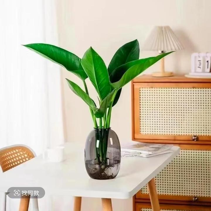 水培大叶金钻绿植室内观叶植物吸甲醛净化空气好养易活