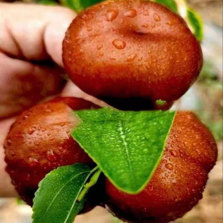 【特大蟠枣树苗】 脆甜枣子树苗南方北方耐寒盆栽地栽好种植果树苗