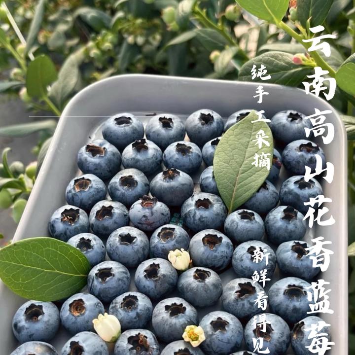 【云南花香蓝莓】云南花香蓝莓鲜果现采摘新鲜脆甜水果