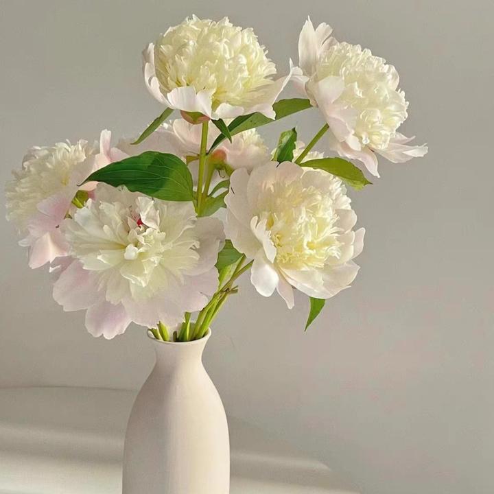 【凤雨落金池】重庆垫江芍药10支升级顺丰