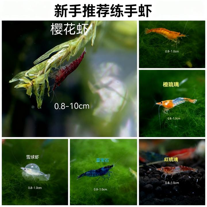 观赏虾套餐，交朋友套餐，直播间专属，练手品质（高品质工具勿樱花虾