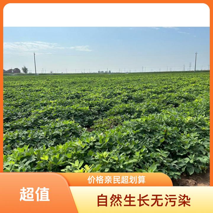 顺丰包邮，2025年新鲜花生带壳批发净重3斤，5斤，10斤