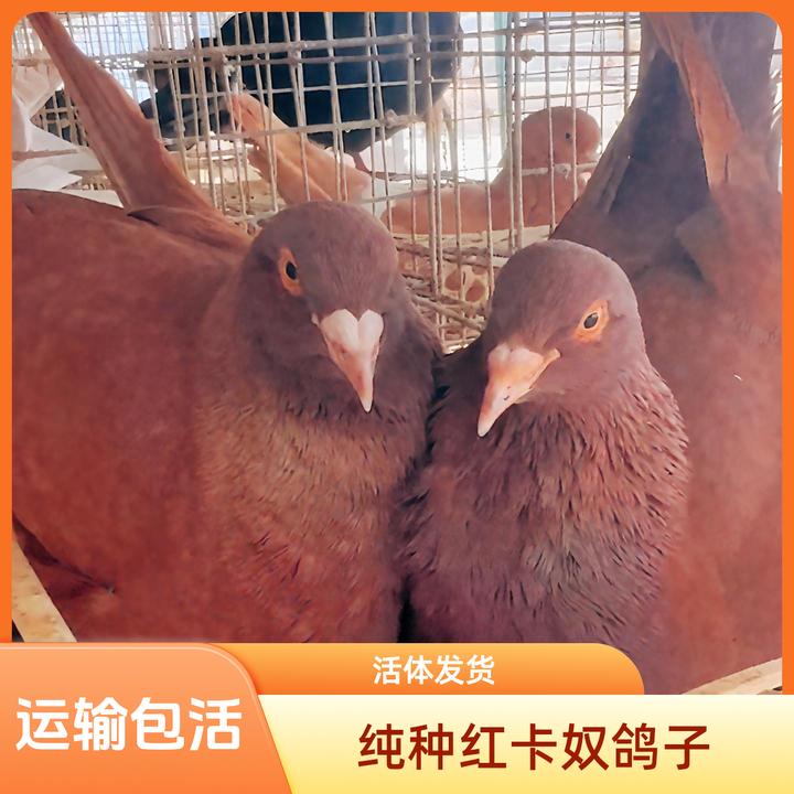梦鸽子活体一对落地王鸽子纯种大体鸽活体生鲜肉鸽信鸽青年鸽子