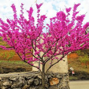 绿化苗木紫荆花苗紫荆树苗紫珠 满条红紫荆花小苗庭院别墅风景树