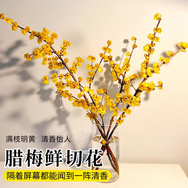 腊梅花鲜花年宵花水养鲜切花干枝腊梅花卉水培植物花束客厅摆设