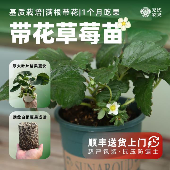 无忧农夫带花草莓苗辣椒盆栽苗好吃好看羽衣甘蓝苗·顺丰发货