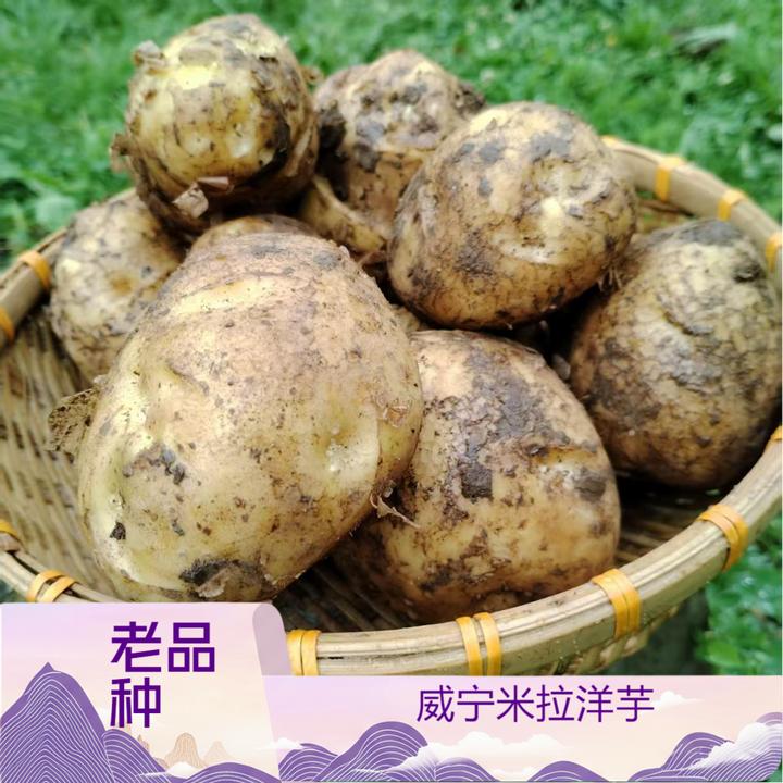 贵州威宁老品种米拉洋芋农家肥种植土豆/生鲜食品