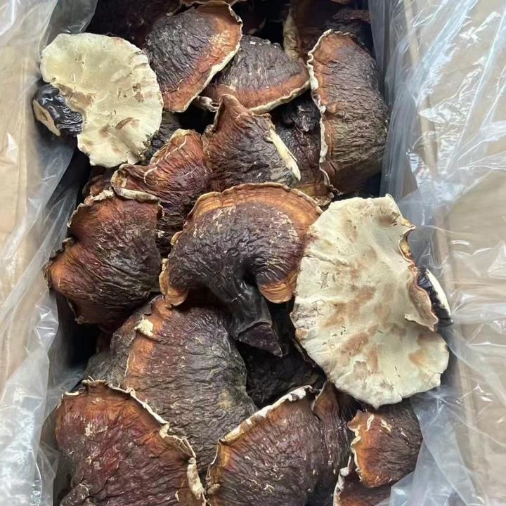 【锦琪夫妇精选】 长白山金边芝芝菌菇