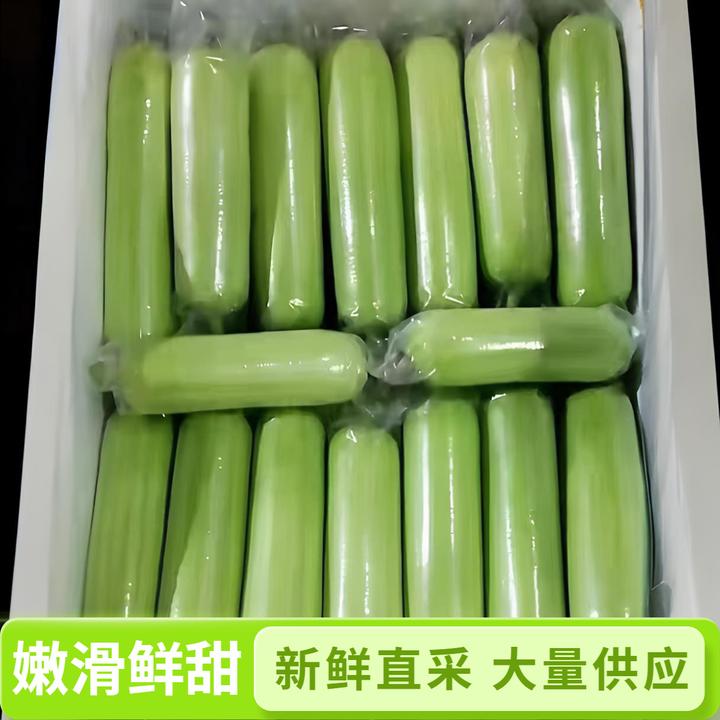 湖南白玉丝瓜奶油丝瓜3斤 肉丝瓜清甜嫩滑水瓜餐饮新鲜食材现摘