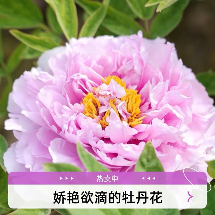 盛丹炉汉牡丹园牡丹花卉重瓣大花