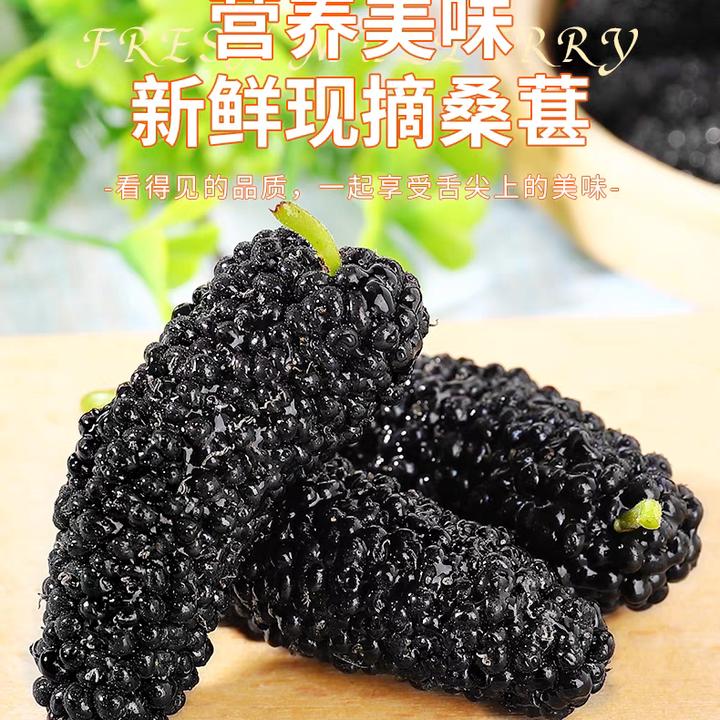 新鲜【桑葚】桑椹现摘现发鲜果酸甜可口孕妇泡酒顺丰包邮