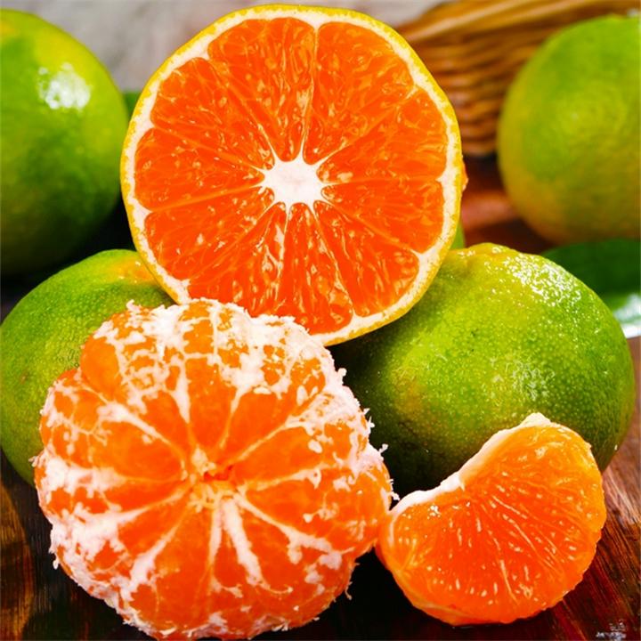 正宗高山宜昌蜜橘特早熟桔子新鲜水果9斤当季5青皮无籽孕妇整箱10
