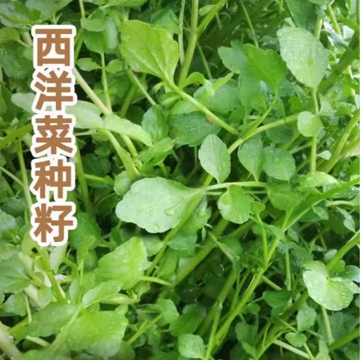西洋菜种子豆瓣菜种子四季菜种水芥菜蔬菜菜苗孑种苗籽种广东青菜