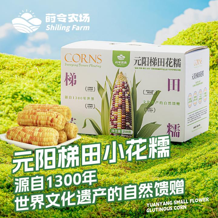 云南元阳梯田小花糯玉米非转基因云南甜糯鲜玉米