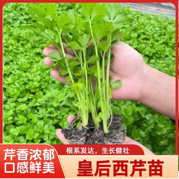 苗场直发芹菜苗四季易活西芹蔬菜苗皇后西芹秧苗幼苗阳台小院种植