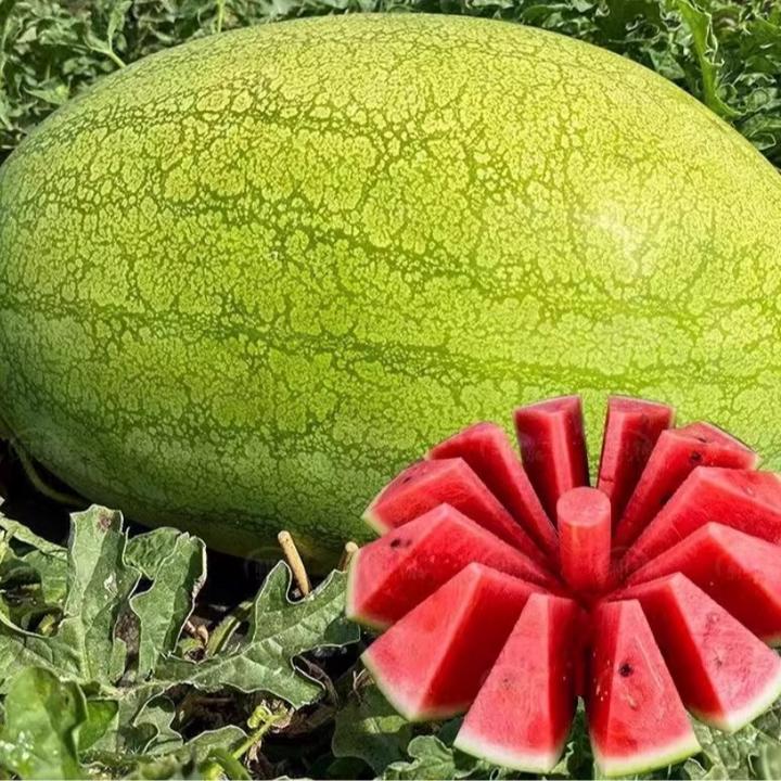新红宝西瓜种子特大绿皮巨型懒汉西瓜种籽皮薄脆甜西爪种蔬菜种孑