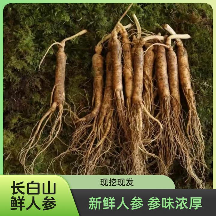 25年长白山鲜人参长白山5年鲜人参8-13g/支*10泡水泡酒煲汤hhbq