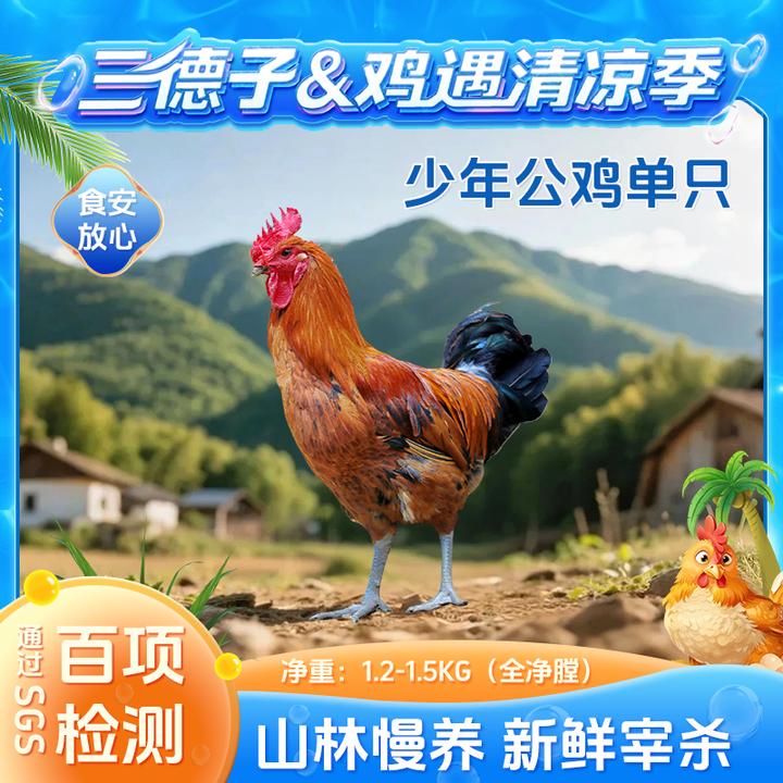 三德子【少年公鸡1只】生态散养土鸡新鲜营养美味农家跑山鸡走地鸡