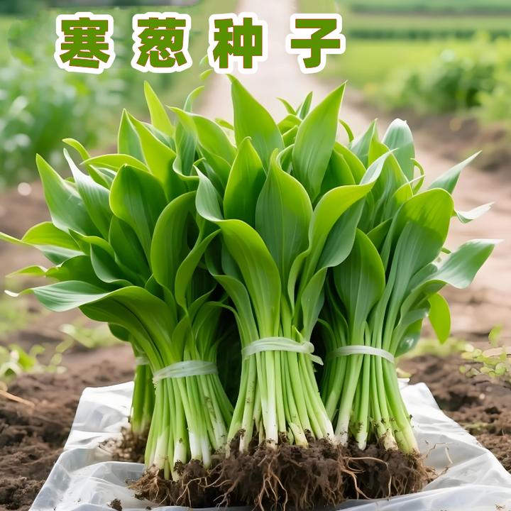 【四季寒葱种子】四季播种蔬菜种子阳台盆栽地栽小院