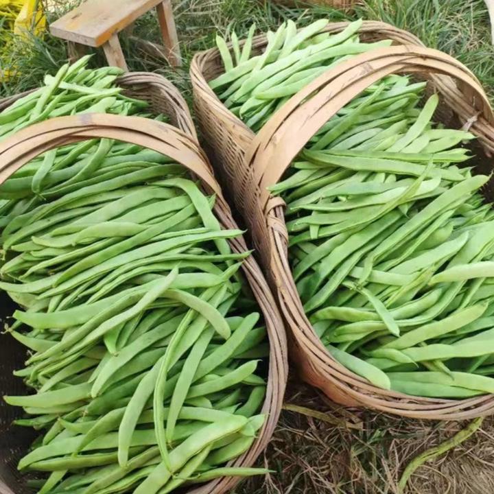 【三扁豆种子】三扁豆角无筋宽扁四季豆架豆芸豆农家菜园蔬菜种子