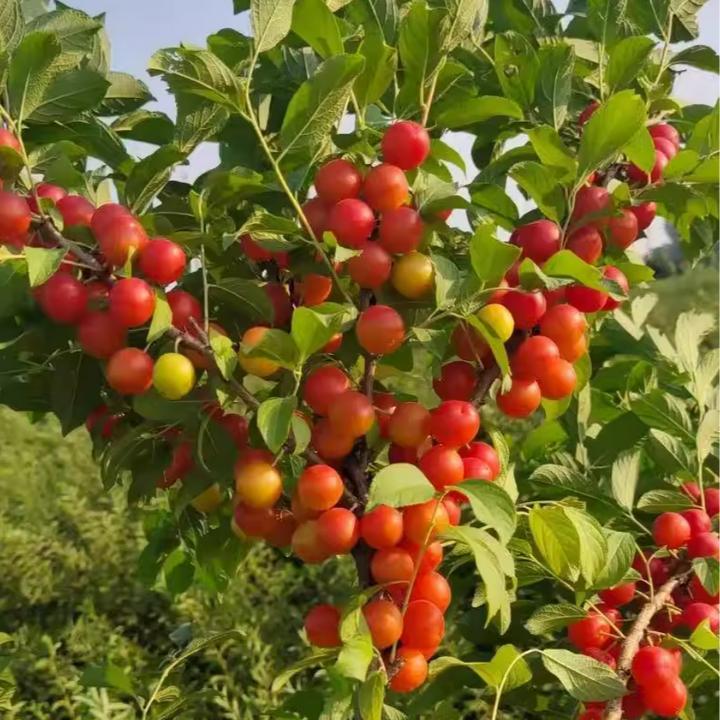 新品种钙果种子 耐寒当年结果软糯香甜无籽高钙果种子种植