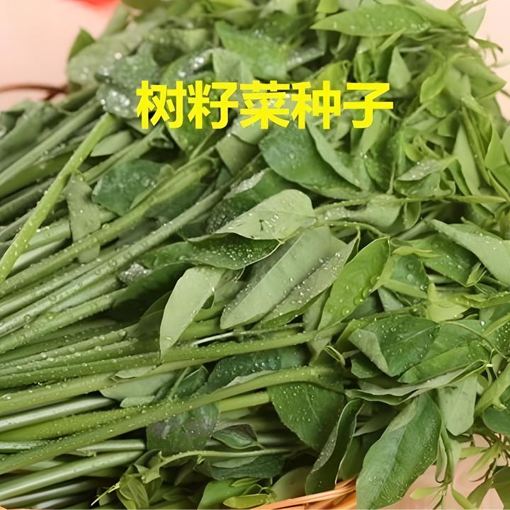 【树籽菜种子】树籽菜种子五指山野菜