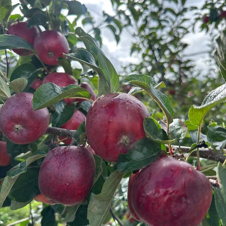 【大果5斤65-70mm】西藏山南3750苹果高原种植晚熟富士