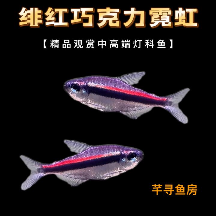 鱼缸繁殖精品绯红巧克力灯鱼南美热带鱼群游观赏鱼集邮推荐