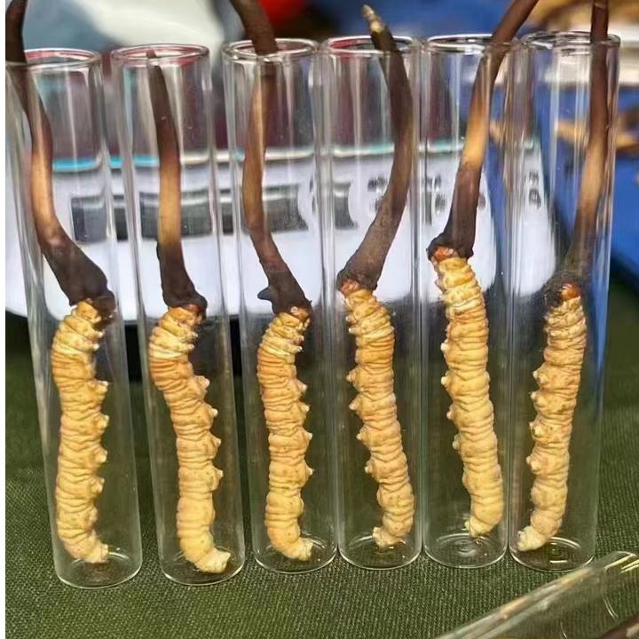 人工种植冬虫夏草肉质轻抛，只有菌香，无腥气特此注明人公冬虫夏草