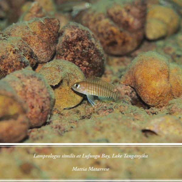 卷贝斑马贝三湖慈鲷坦鲷