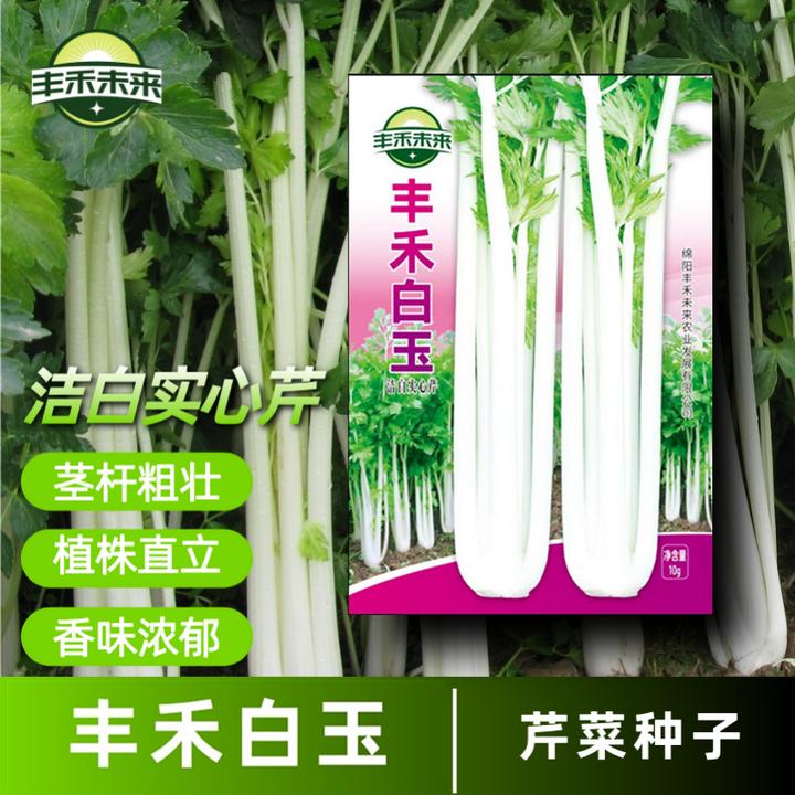 丰禾白玉芹菜种子小院盆栽阳台春季简单种植蔬菜洁白实心芹菜种籽