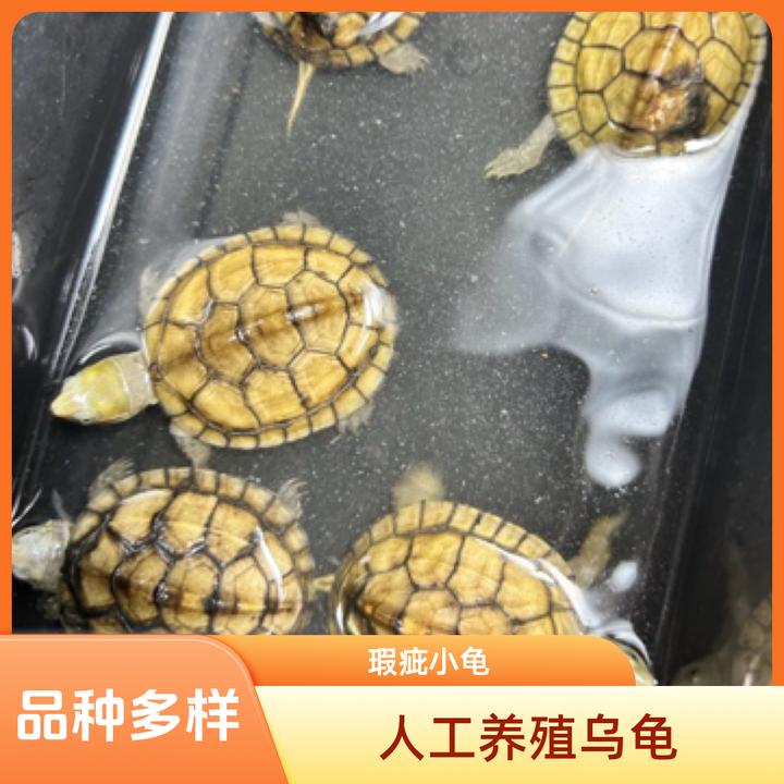 黄喉龟陆地养殖半水龟观赏龟宠物龟瑕疵龟变色龙小青龟游戏龟