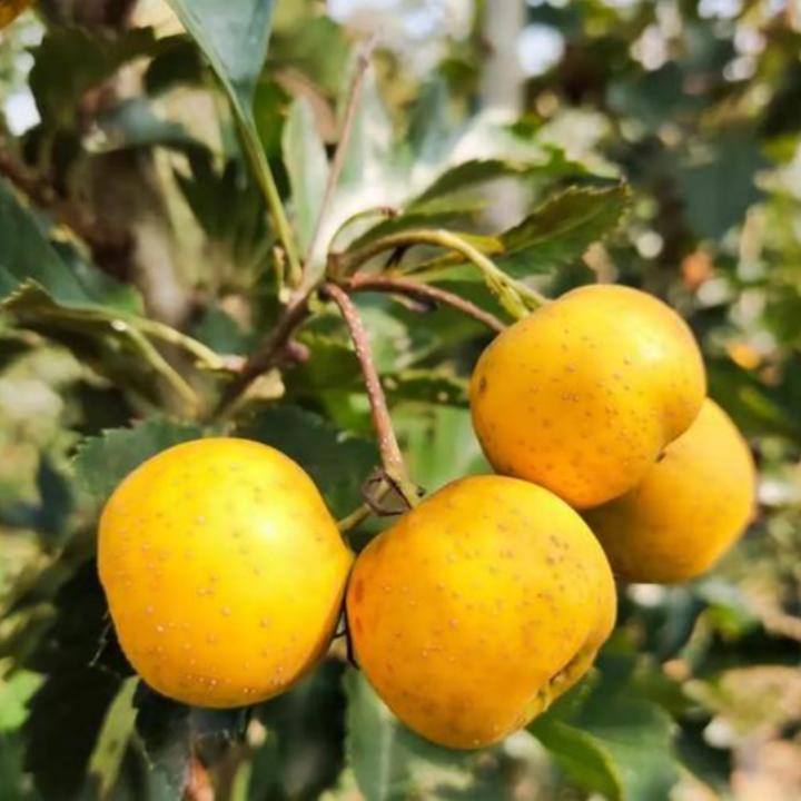 黄山楂嫁接山楂树苗大果大五棱黄果山楂树苗盆栽地栽庭院种植