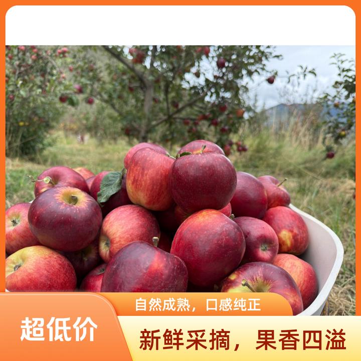 西藏林芝本地苹果