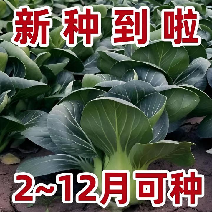 【黑大头苏州青菜种子】矮脚苏州青菜籽四季油菜小青菜蔬菜