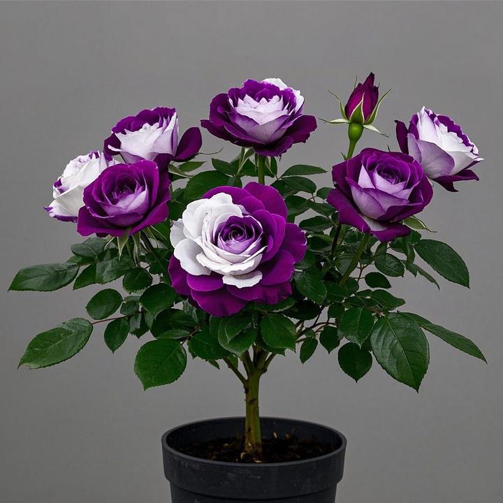 玫瑰花苗花卉大全室内盆栽植物阳台好养绿植四季开花耐寒老桩月季
