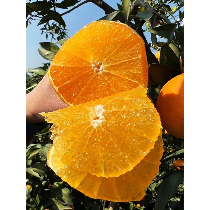 赣南脐橙树苗奉节橙子苗嫁接特大南方种植庭院地栽盆栽苗【买1送4】