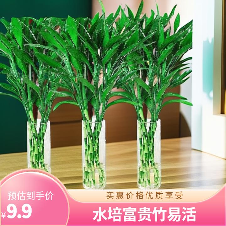 富贵竹水培植物转运竹花卉绿植室内盆栽绿萝箩水养带根发财树好养