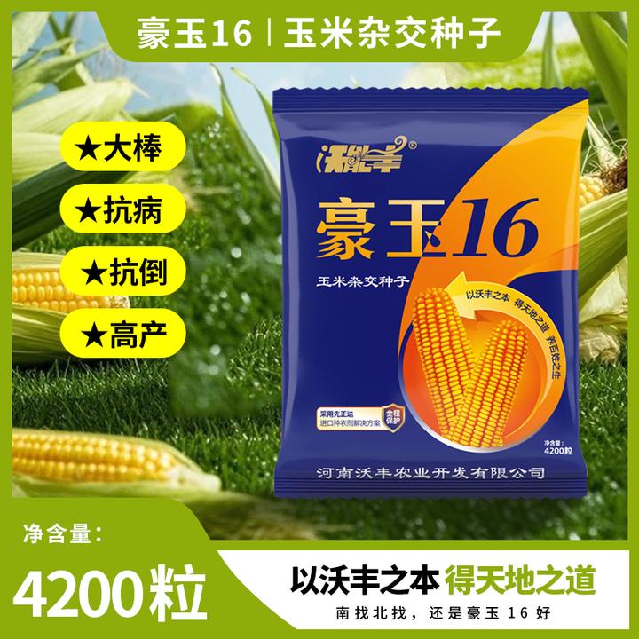 高抗南方锈病青枯病抗旱玉米种子抗倒超大棒高产抗高温豪玉16