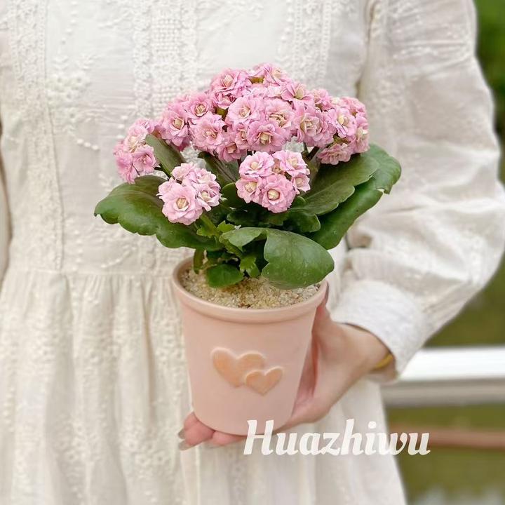 克利蒂斯粉色长寿花盆栽带花苞花卉植物室内四季开花好养