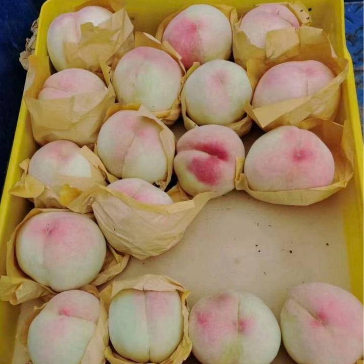 白凤水蜜桃（6月底成熟）一年桃苗落叶起苗发苗（约12月）