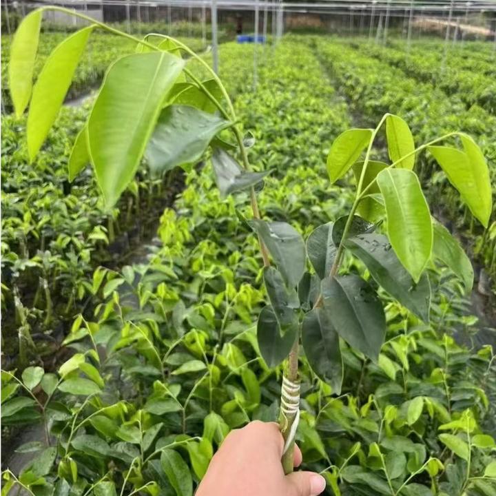 新一代罗门黑棋奇楠10棵优品