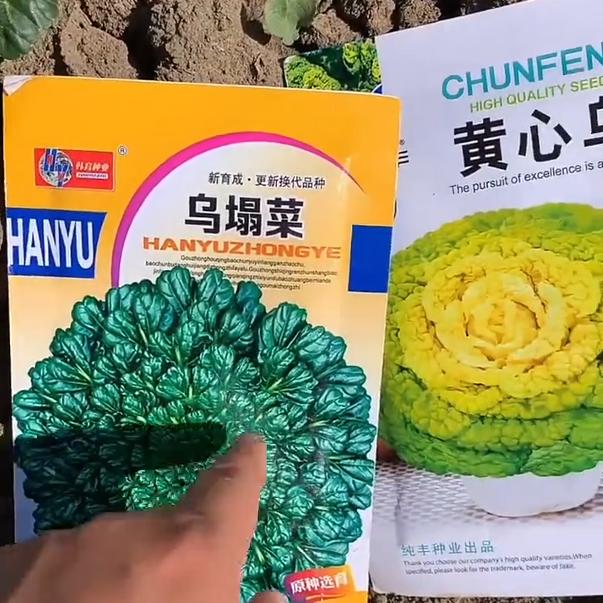 金满地心乌乌绿塌菜种子黄心乌塌菜农田蔬菜纤维少菊花心