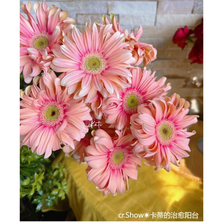 虹越 | 非洲菊多年生盆栽苗阳台庭院开花植物耐寒爆花机器