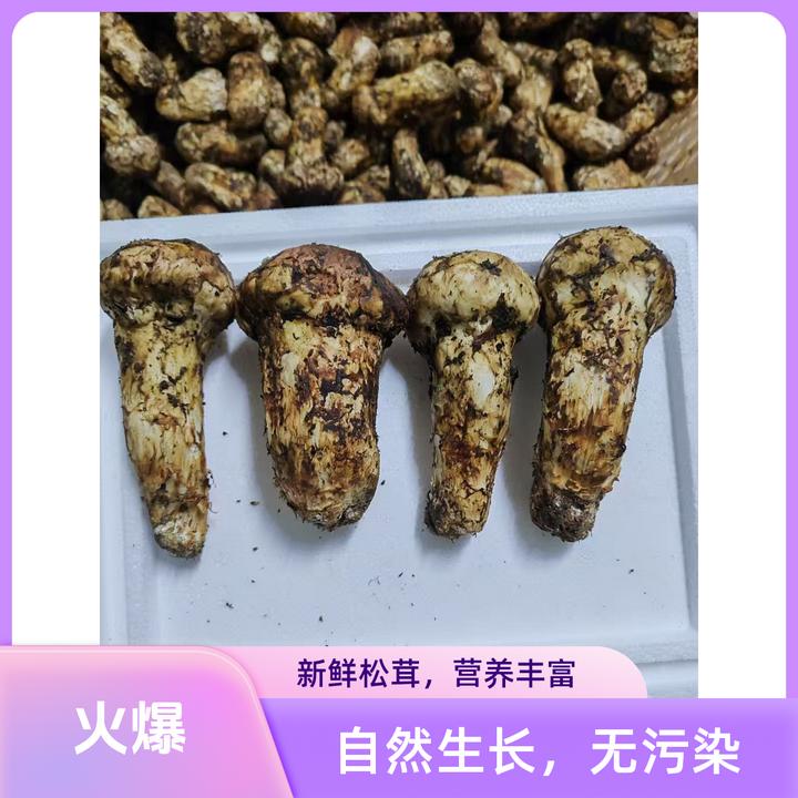 新鲜天然野生高海拔精选品质雅江松茸