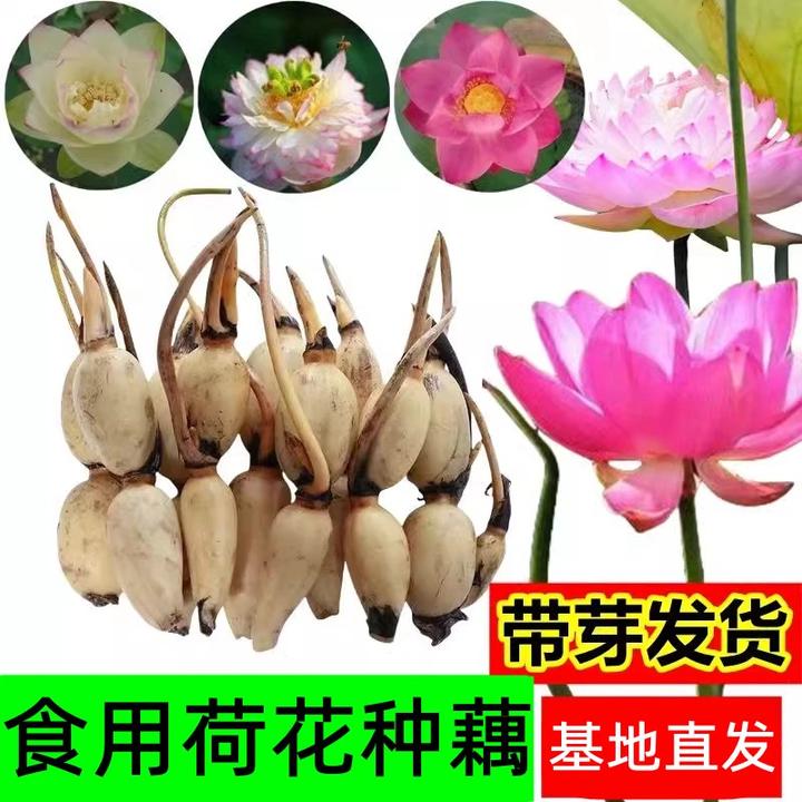 大型观赏荷花种藕苗 莲藕种苗盆栽荷花种根茎 莲藕根块莲花卉盆景